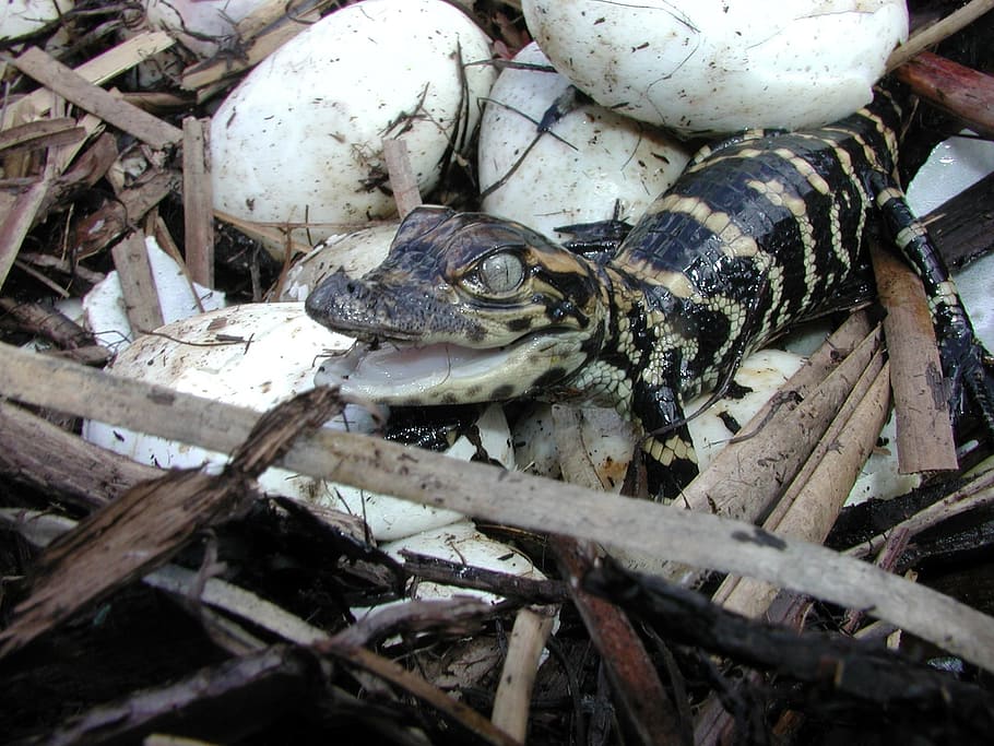fully, hatched, gray, black, alligator, eggs, baby alligator, nest, reptile, wildlife