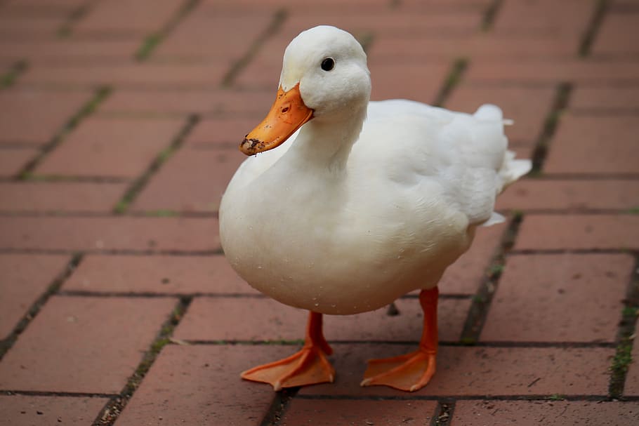 duck, mallard, white duck, water bird, white, poultry, plumage, animal world, duck bird, bill