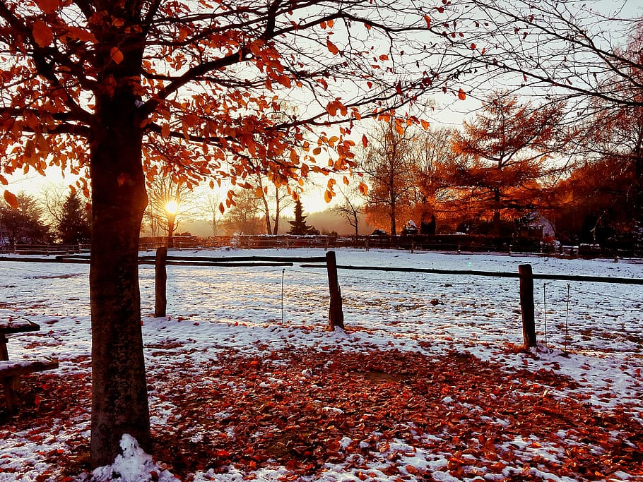 red leaf tree, sunset, snow, autumn, winter, wintry, cold, abendstimmung, snowfield, snow landscape