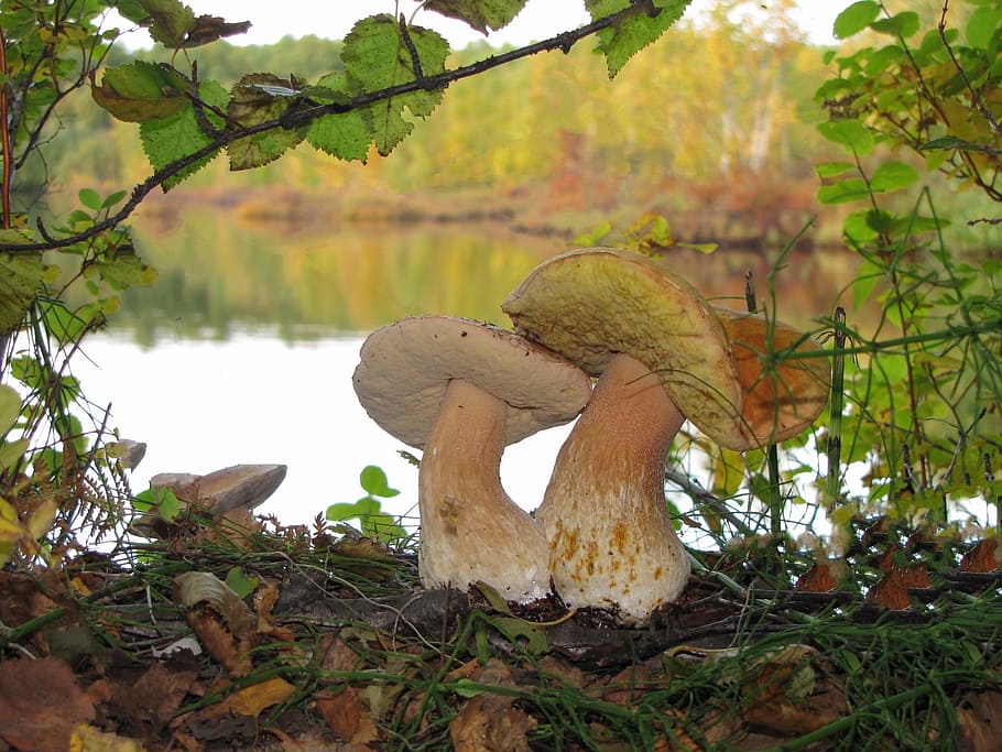 brown mushrooms, white mushrooms, brothers, moss, forest, autumn, edible mushrooms, mycelium, quiet hunting, mushroom