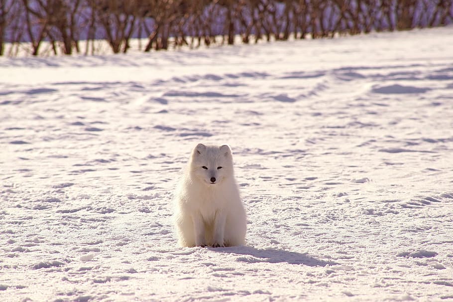белый, собака, снег, зима, холодно, Погода, Лед, Деревьями, Растения, природа