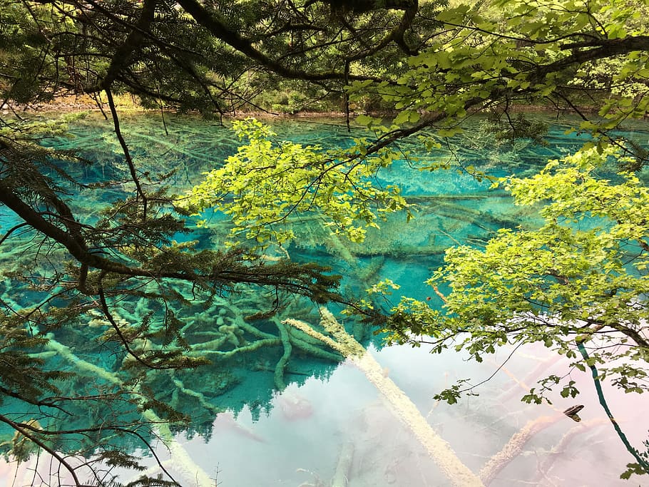 jiuzhaigou, sichuan, the scenery, tree, plant, water, branch, nature, growth, beauty in nature