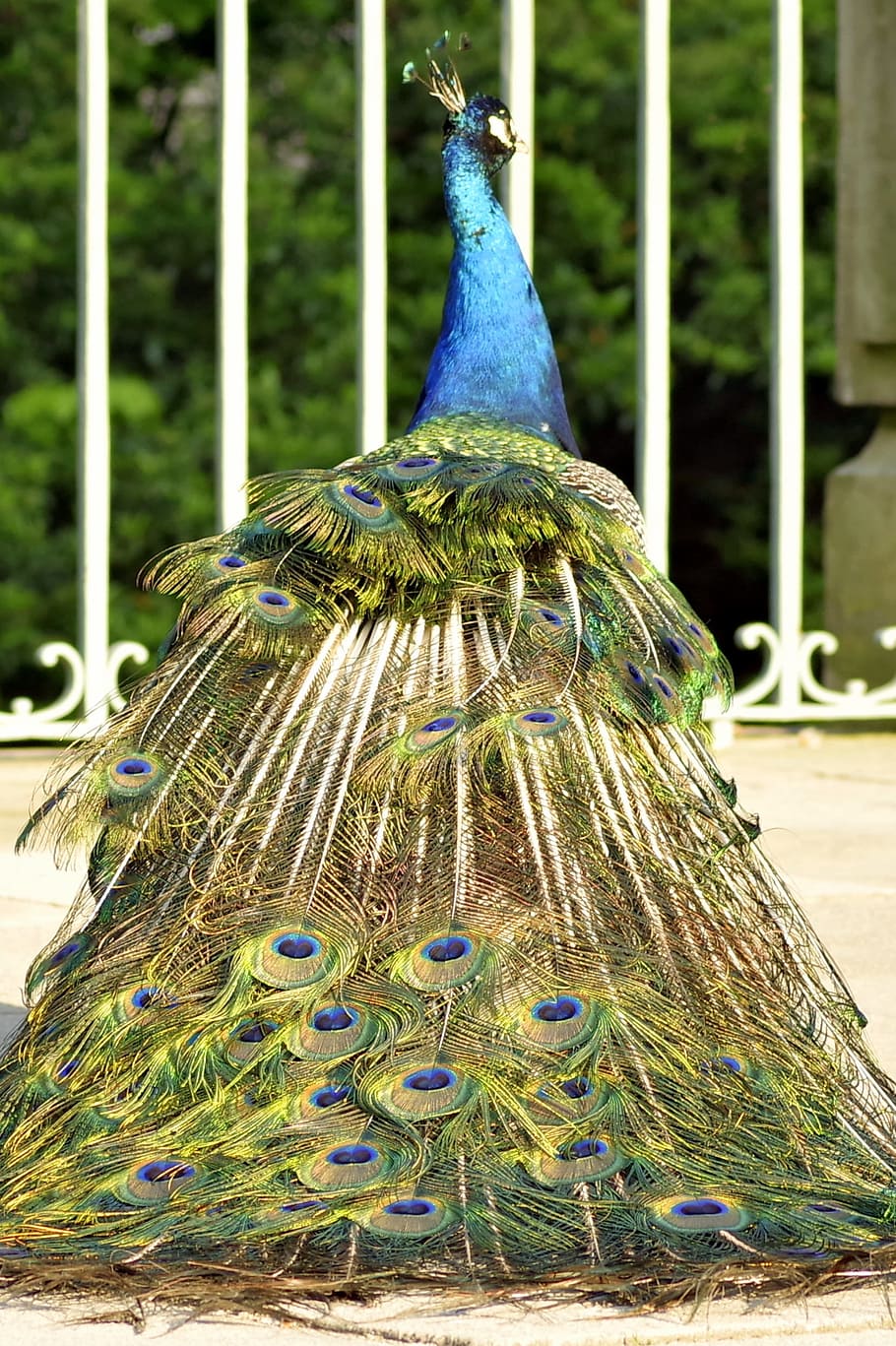Peacock, Tail, Eye, Pen, Color, peacock, tail, park, dashing, gorgeous, complex