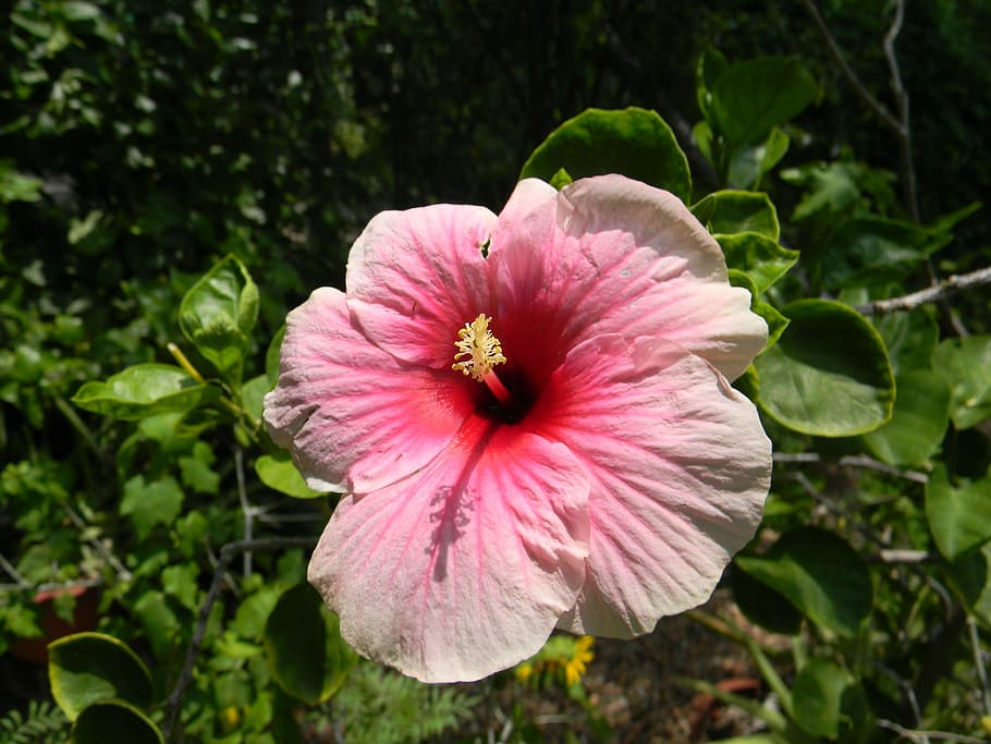 hibiscus rosa-sinensis, flower, pink, petal, plant, inflorescence, fragility, freshness, flower head, flowering plant