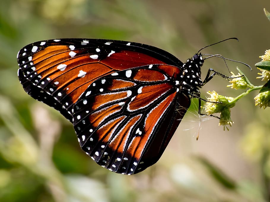 foto macro, verde, planta, foto, borboleta monarca, planta verde, borboleta, soldado, inseto, colorido