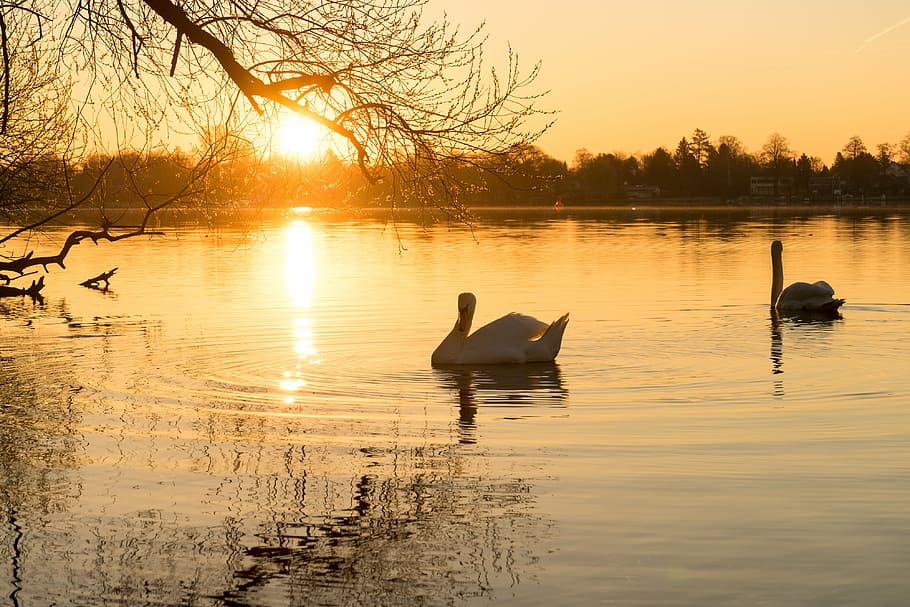 swan, water, lake, water bird, bird, white, white swan, back light, sparkle, waters
