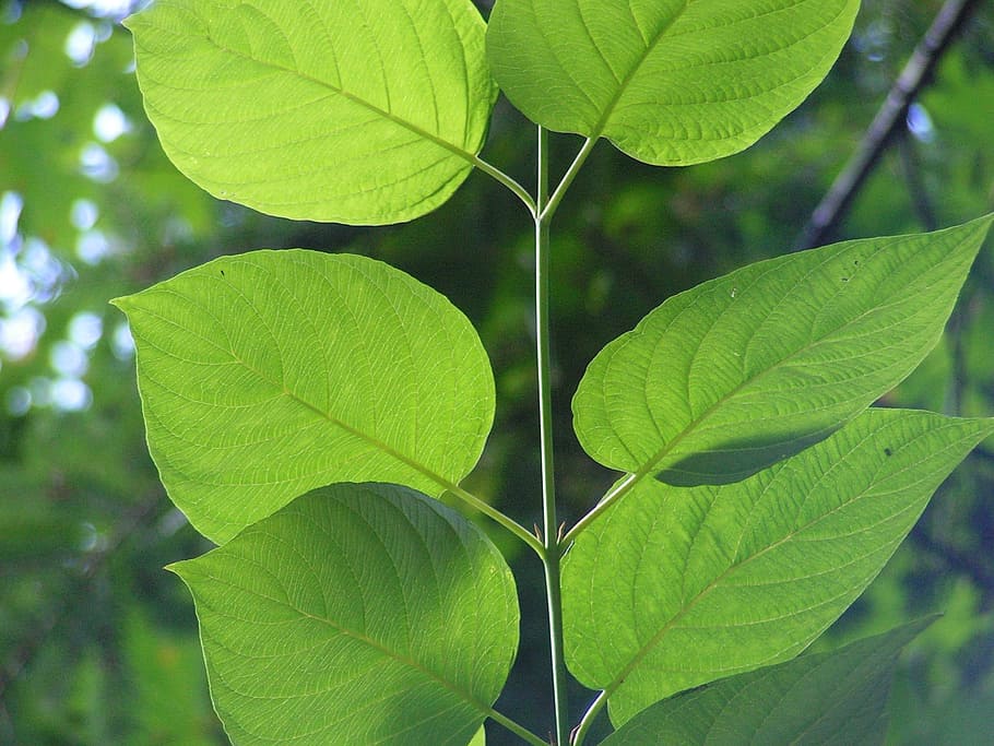 leaf, green, veins, foliage, nature, background, ash tree, opposite, translucent, summer
