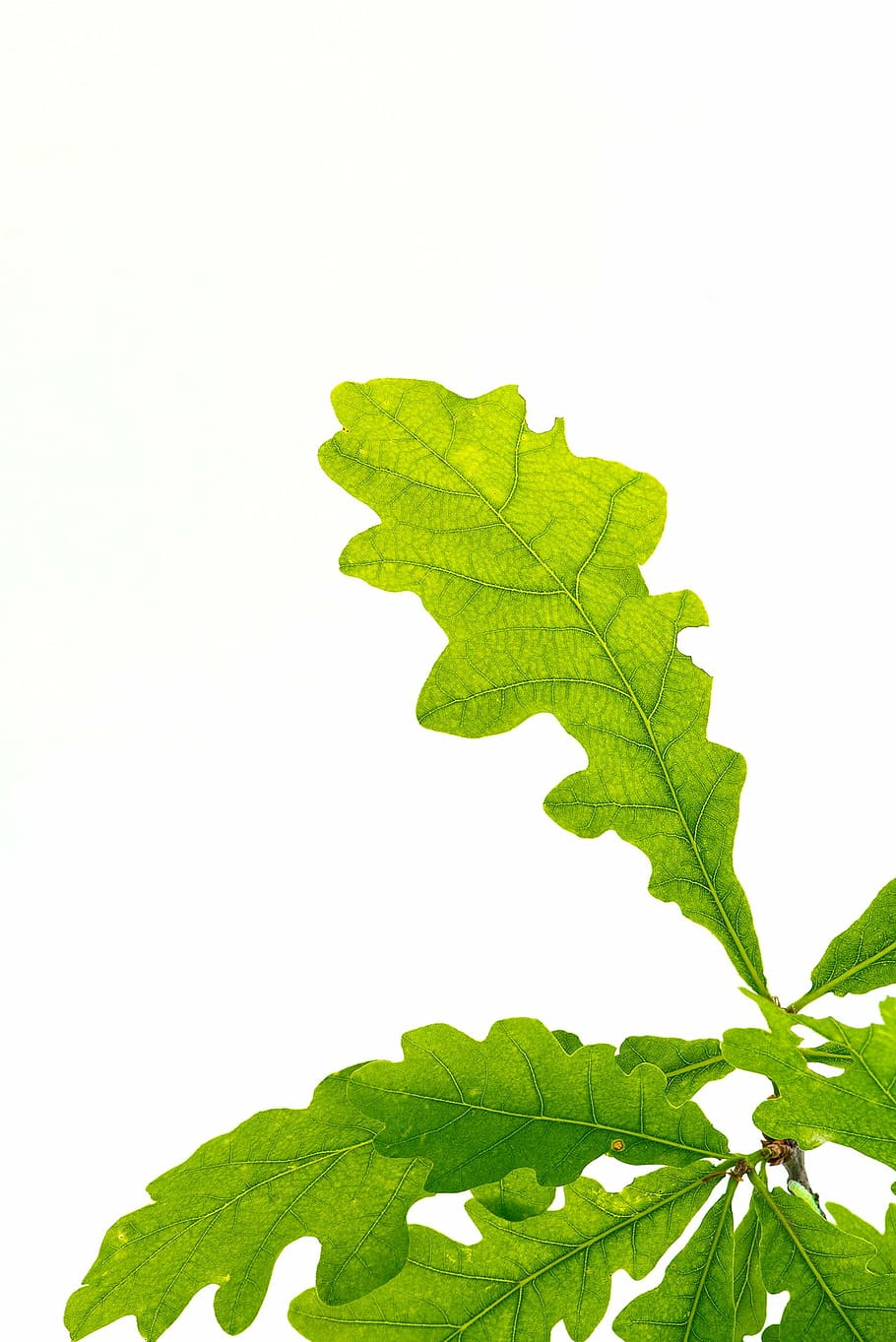 green leafed plant, leaves, green, oak leaves, leaf structure, tree leaf, leaf veins, buchengewaechs, close, nature
