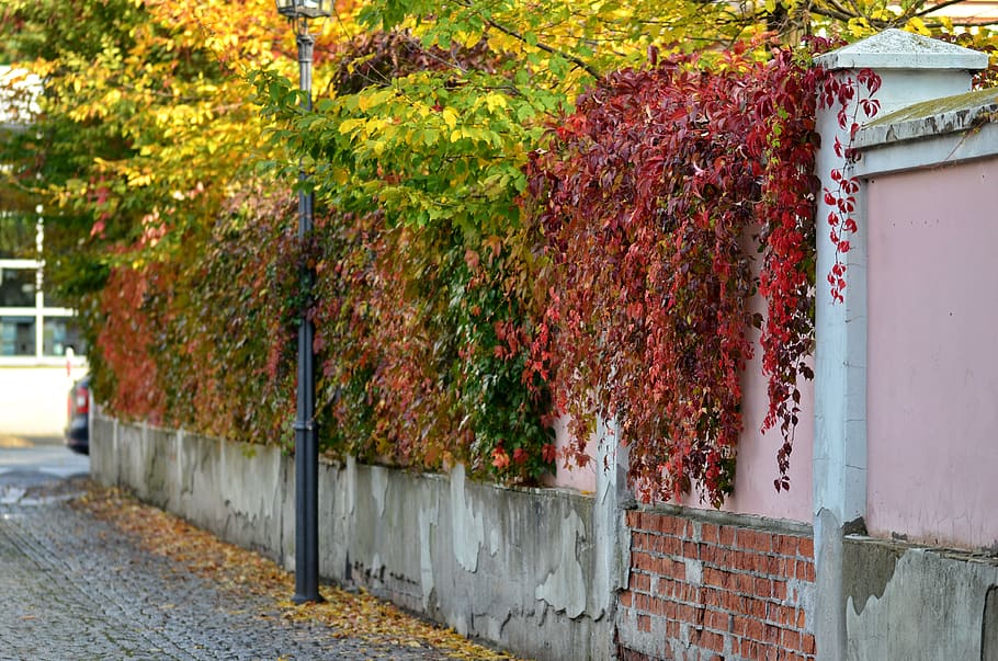 landscape, autumn, nature, plants, leaves, colored, fence, wall, bricks, degraded