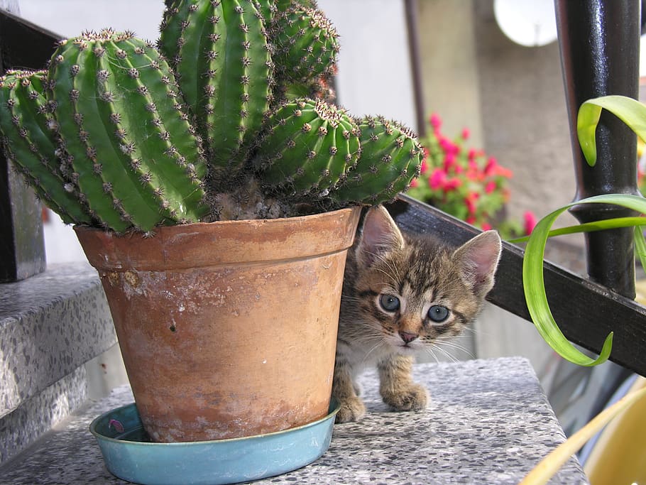 cat, cactus, bought my kittens, potted plant, mammal, feline, domestic animals, pets, animal themes, domestic cat