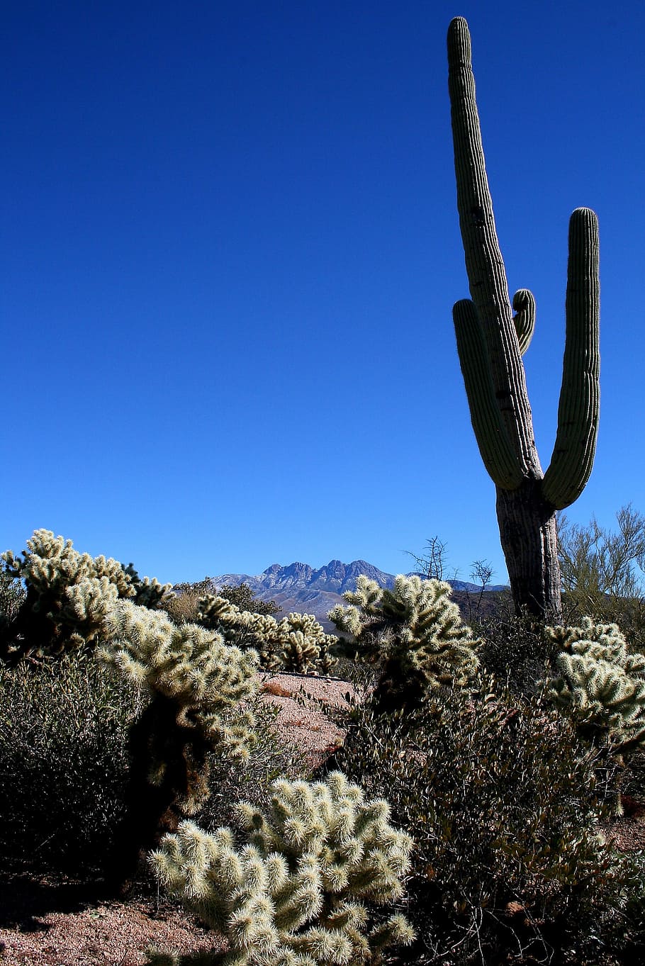 saguaro, cactus, montañas, cholla, paisaje, suroeste, fénix, sonoran, desierto, plantas