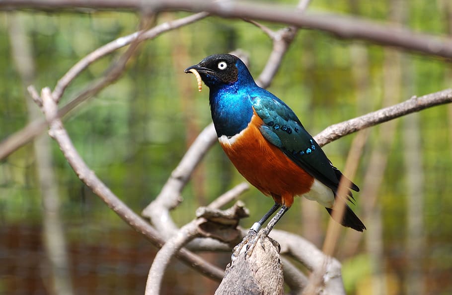 brown, bird, perched, trunk, superb, glossy, starling, iridescent, lamprotornis superbus, blue