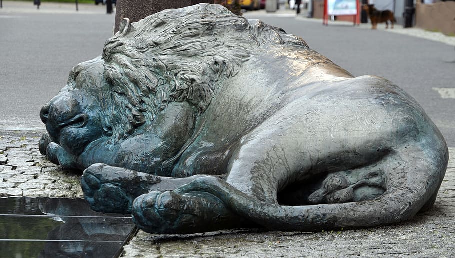 sleeping, lion, street, statue, monument, gdansk, poland, sculpture, animal themes, mammal
