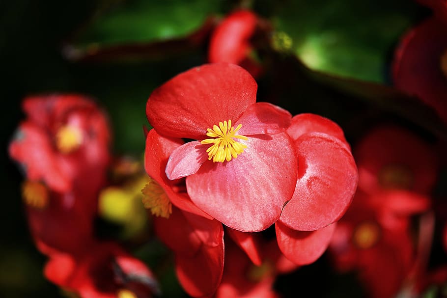 close-up photo, red, wax begonia flowers, begonias, blossom, bloom, balcony plant, begonia, close, bright