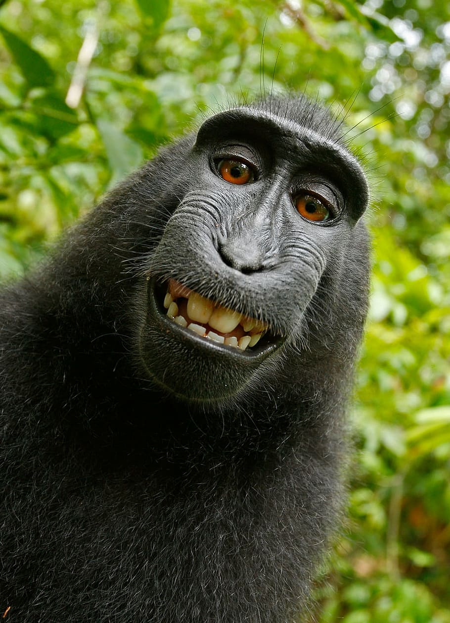 chimpancé negro, selfie, mono, autorretrato, macaca nigra, mono crestado, macaco crestado, äffchen, primate, animal