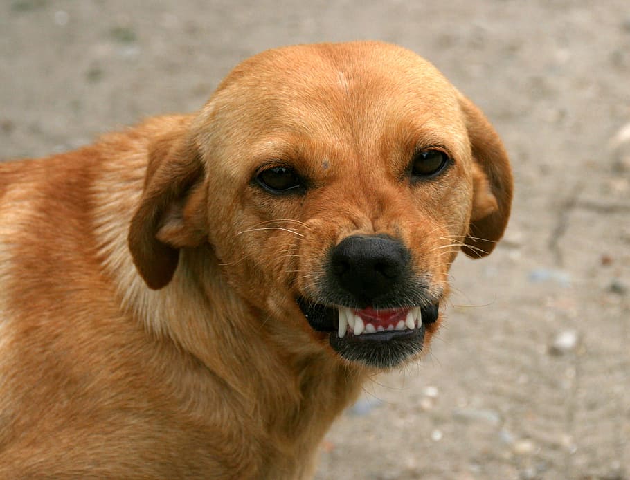 怒っている犬, 犬, 笑顔, 歯, 赤, 1匹の動物, 動物のテーマ, ペット, 家畜, 哺乳類