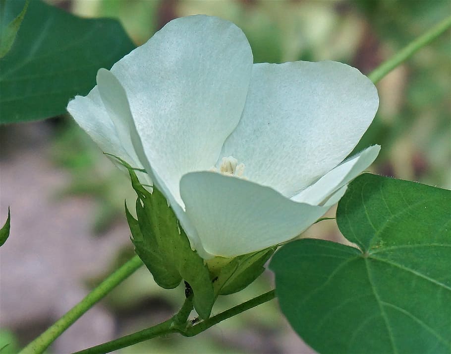 cotton flower, cotton, flower, blossom, bloom, plant, cotton plant, white, creamy, garden