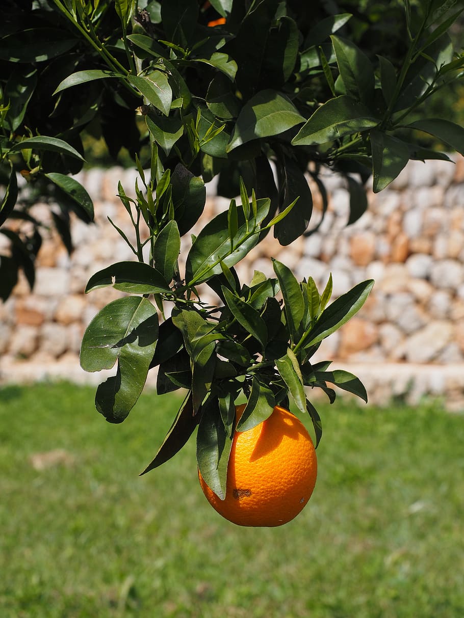 Orange, Fruit, Orange Tree, Citrus, orange, fruit, citrus fruit, tree, periwinkle, diamond green, rutaceae