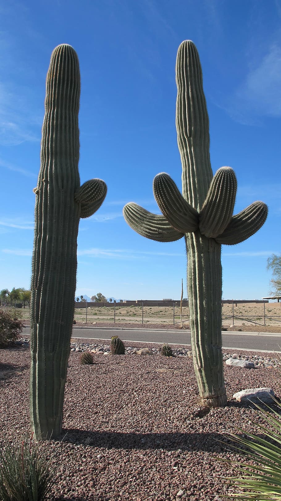 サグアロ 砂漠の植物 サボテン アリゾナ ソノラ砂漠 チワワ砂漠 砂漠 乾燥 自然 空 Pxfuel