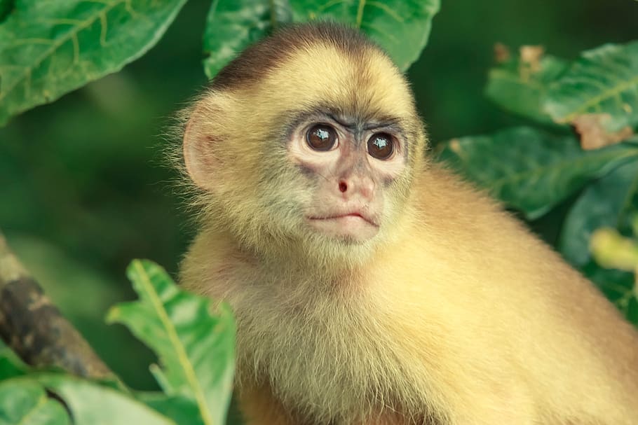 猿 ジャングル ブラジル クリーチャー 動物 エッフェン 動物の世界 柔らかく かわいい 類人猿 Pxfuel