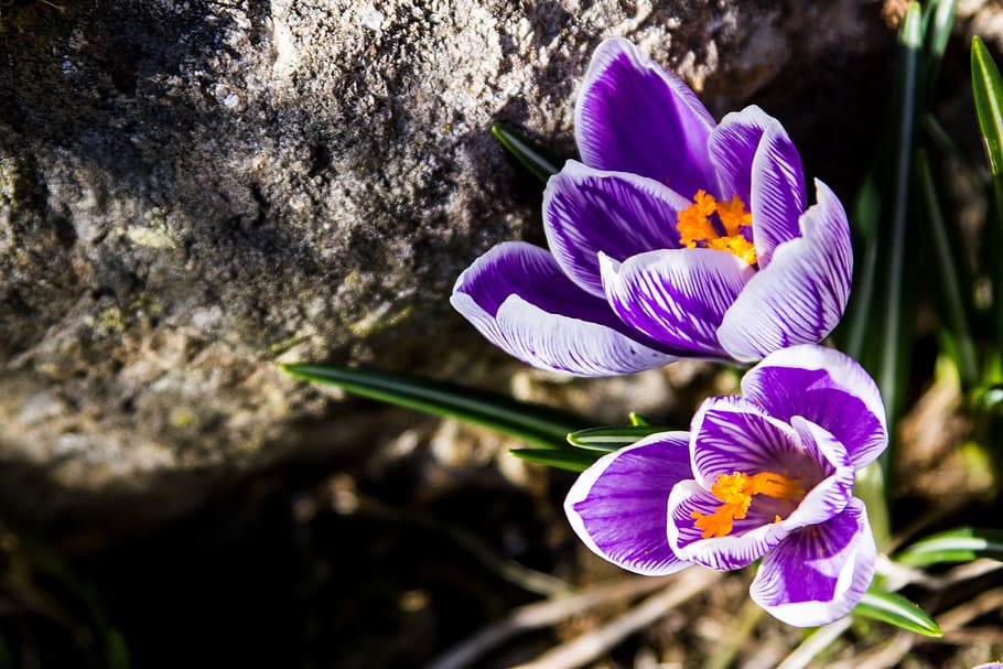 春, 花, 春の花, クロッカス, 植物, 自然, 庭, 春クロッカス, 春の始まり, 紫