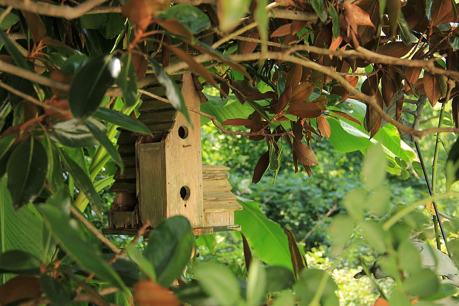 birdhouse, bird house, wooden, nature, garden, bird, house, home, plant, wood - material