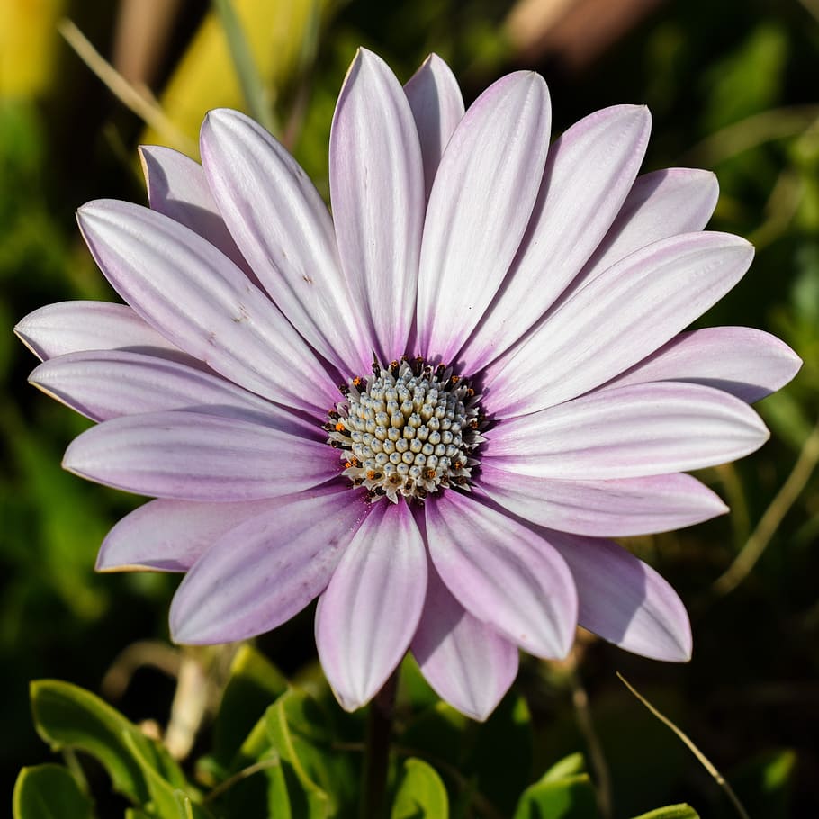 African Daisy, Osteospermum, daisy, plant, flower, nature, floral, blossom, purple, bloom
