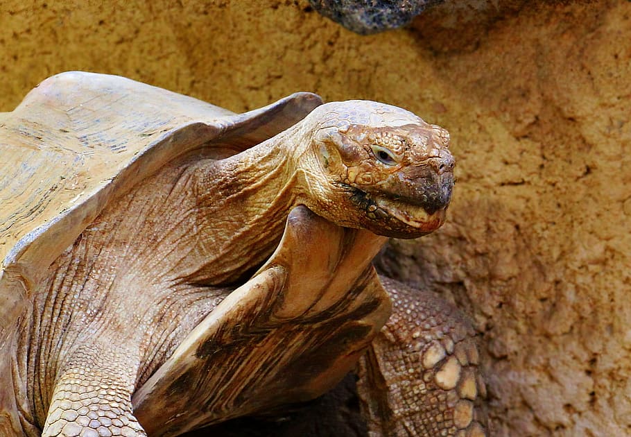 beige, turtle, front, brown, wall, tortoise, reptile, animal, panzer, giant tortoise
