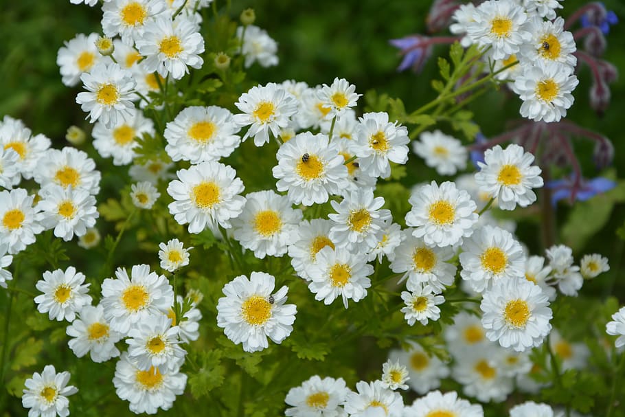 Daisies, Flowers, White, Péta, flowers small, purity, small flowers, garden, nature, flower