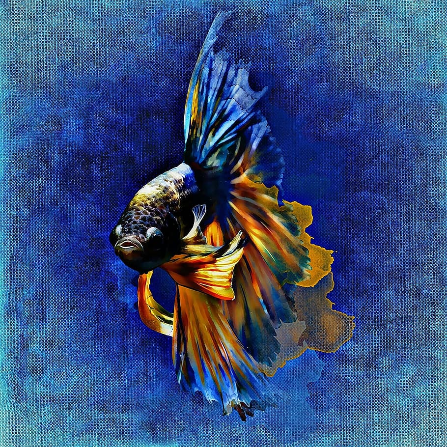 orange, blue, black, fighting, fish painting, fighting fish, painting, fish, underwater, aquarium