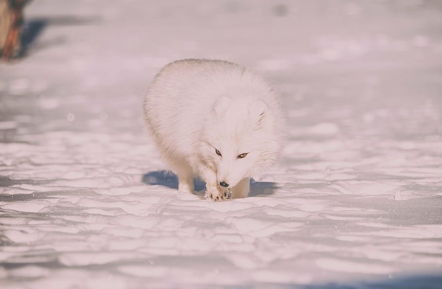 white wolf, snow, winter, cold, weather, ice, animals, nature, fur, fox