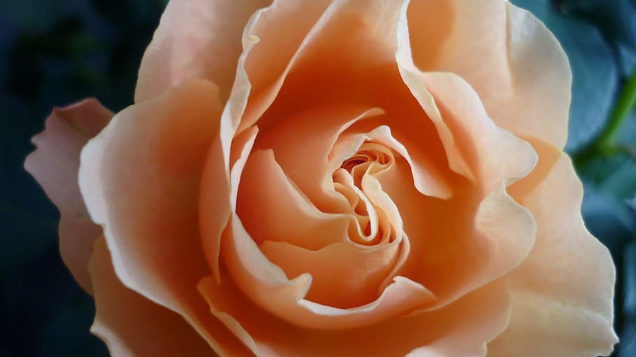 rose, flower, apricot-coloured, popular, flower garden, late summer, rose - flower, beauty in nature, close-up, flowering plant