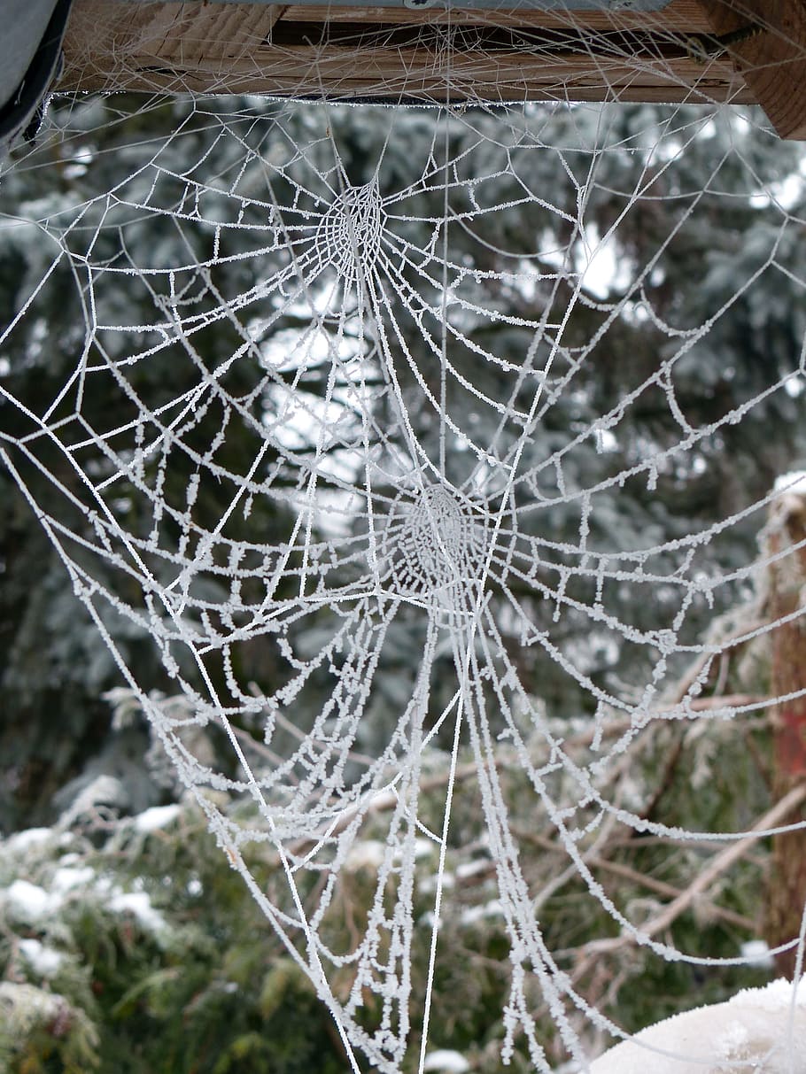 Cobweb, Hoarfrost, Frost, Nature, winter, snow, cold - Temperature, ice, outdoors, frozen
