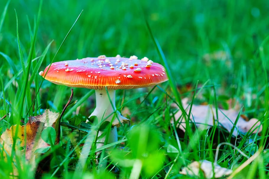 fly agaric, mushroom, meadow, red fly agaric mushroom, nature, forest, autumn, toxic, red, spotted