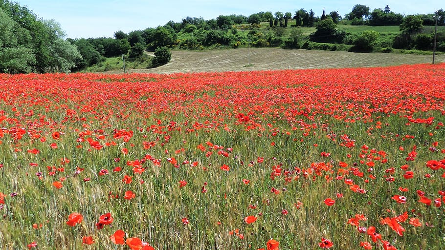 field, poppies, red, red flowers, nature, summer, flora, bloom, prato, plant