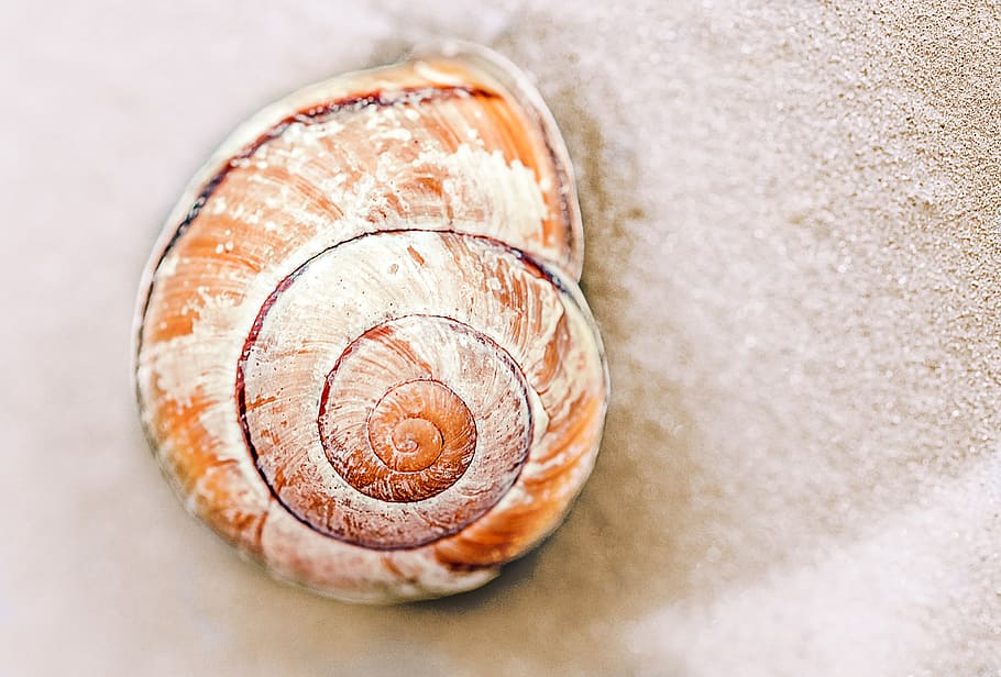 brown, conch, sand, snail, snail shell, shell, nature, animal Shell, spiral, mollusk