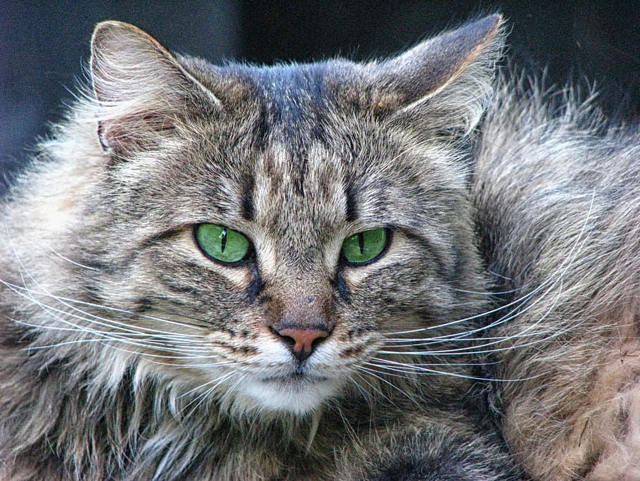 closeup, foto, bulu pendek, abu-abu, hitam, kucing, tampilan kucing, mata kucing, kucing hutan, mata hijau