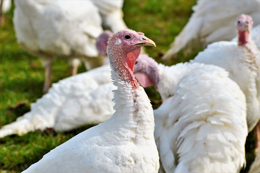 turkeys, birds, plumage, poultry, range, poultry farm, bald head, livestock, puter, breeding