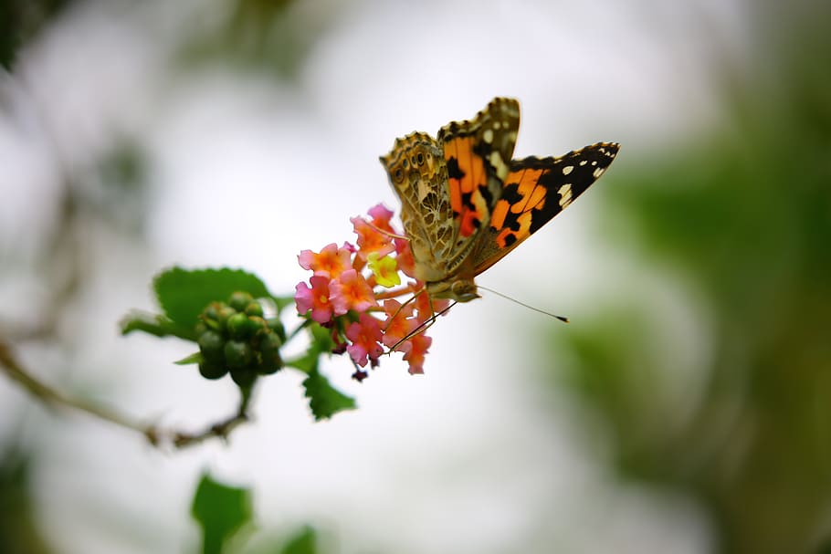 butterfly, tropical, flower, bloom, nature, leaves, insect, blur, invertebrate, flowering plant