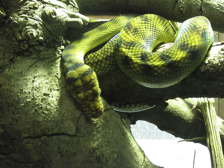 serpiente, verde, amarillo, exótico, animal, tortie, reptil, fauna animal, animales salvajes, temas de animales