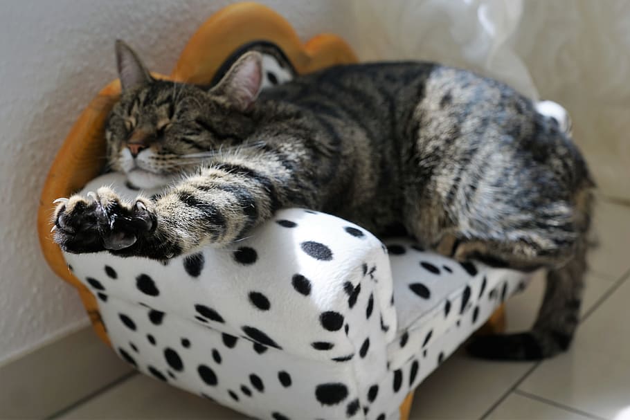 brown, tabby, cat, sleeping, white, black, polka-dot sofa chair, silver tabby, tabby cat, black and white