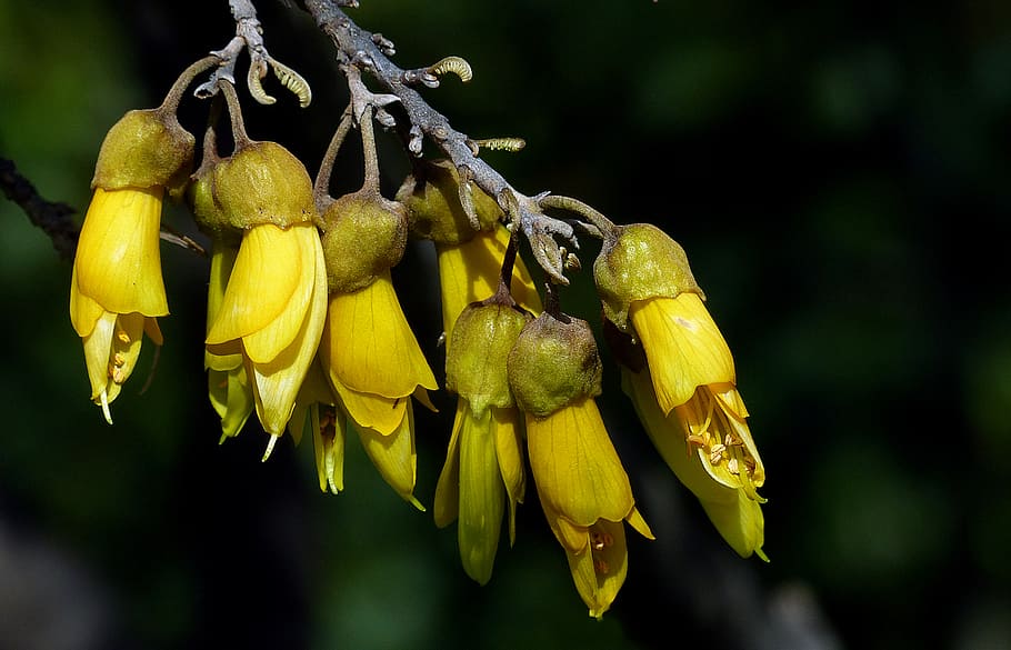 Sophora, Kowhai, NZ, bunga petaled kuning, kuning, tanaman, close-up, pertumbuhan, kesegaran, fokus pada latar depan