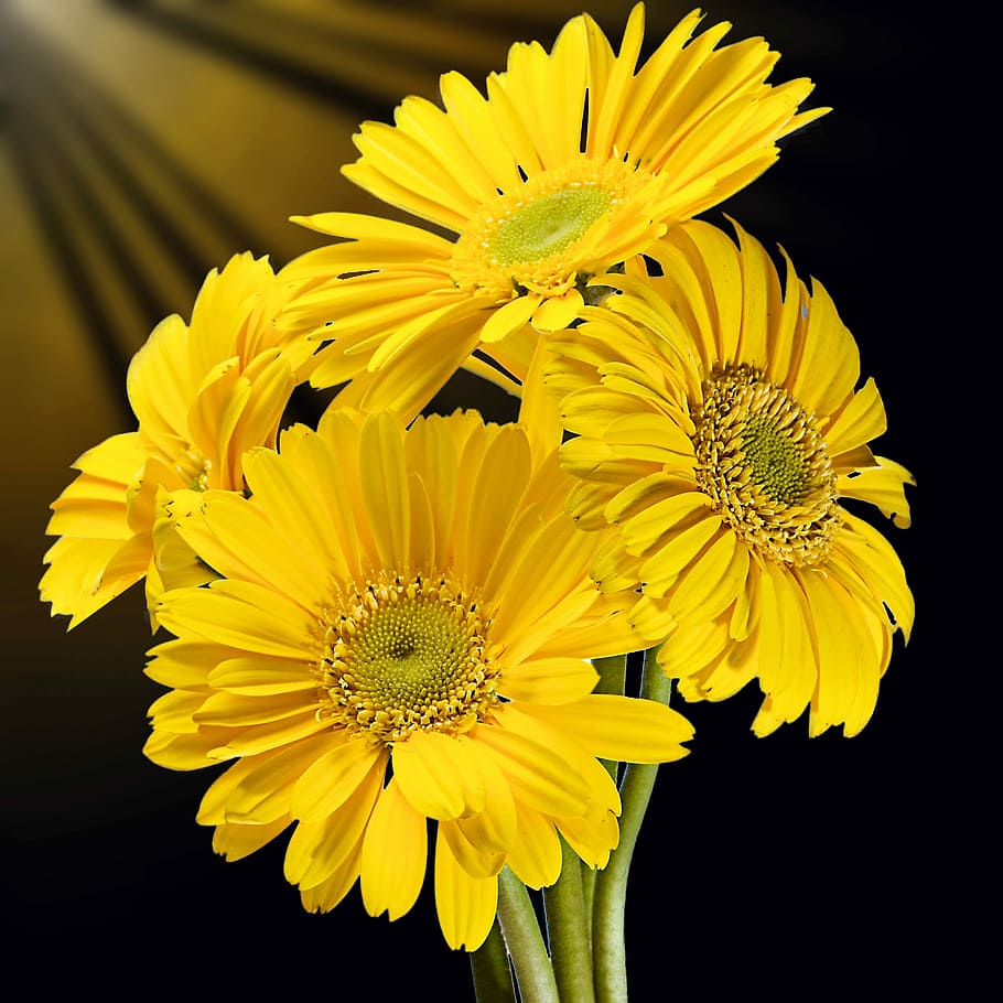 imágenes prediseñadas de girasol, flor, planta, naturaleza, pétalo, flores, flores amarillas, fondo negro, primavera, Amarillo