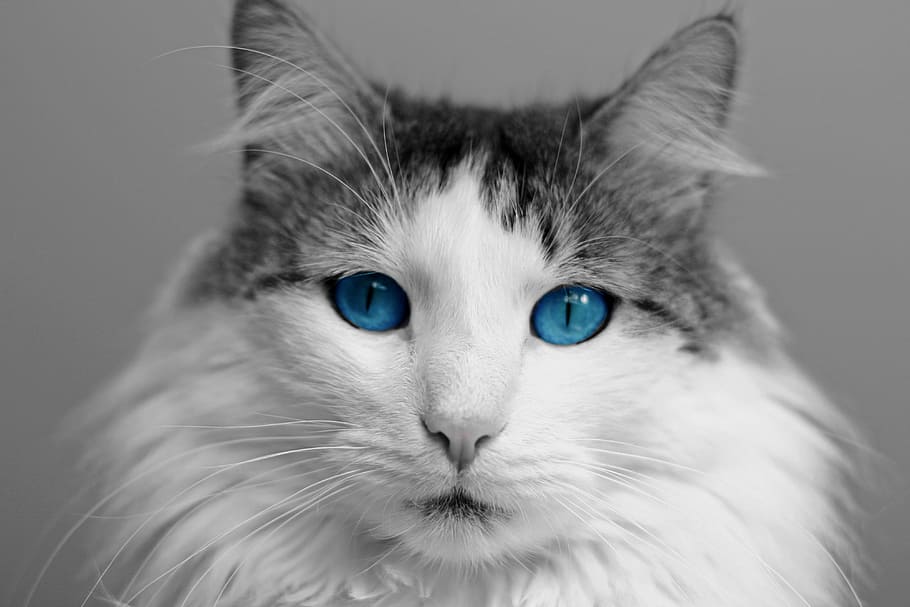 white, gray, blue-eyed, cat, tabby cat, closeup, animal, mammal, pet, fur