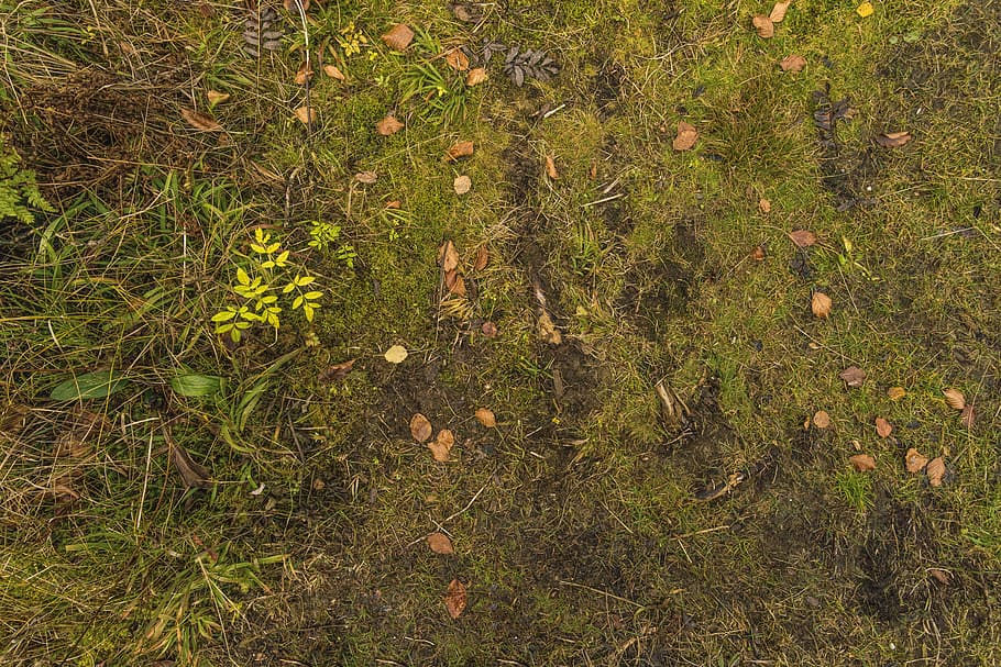 texture, ground, forest, leaves, moss, green, away, background, structure, textures