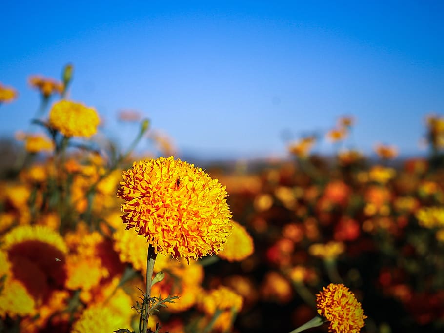 flowers, nature, marigolds, flower, field, wild nature, mountain, yellow, plant, flowering plant