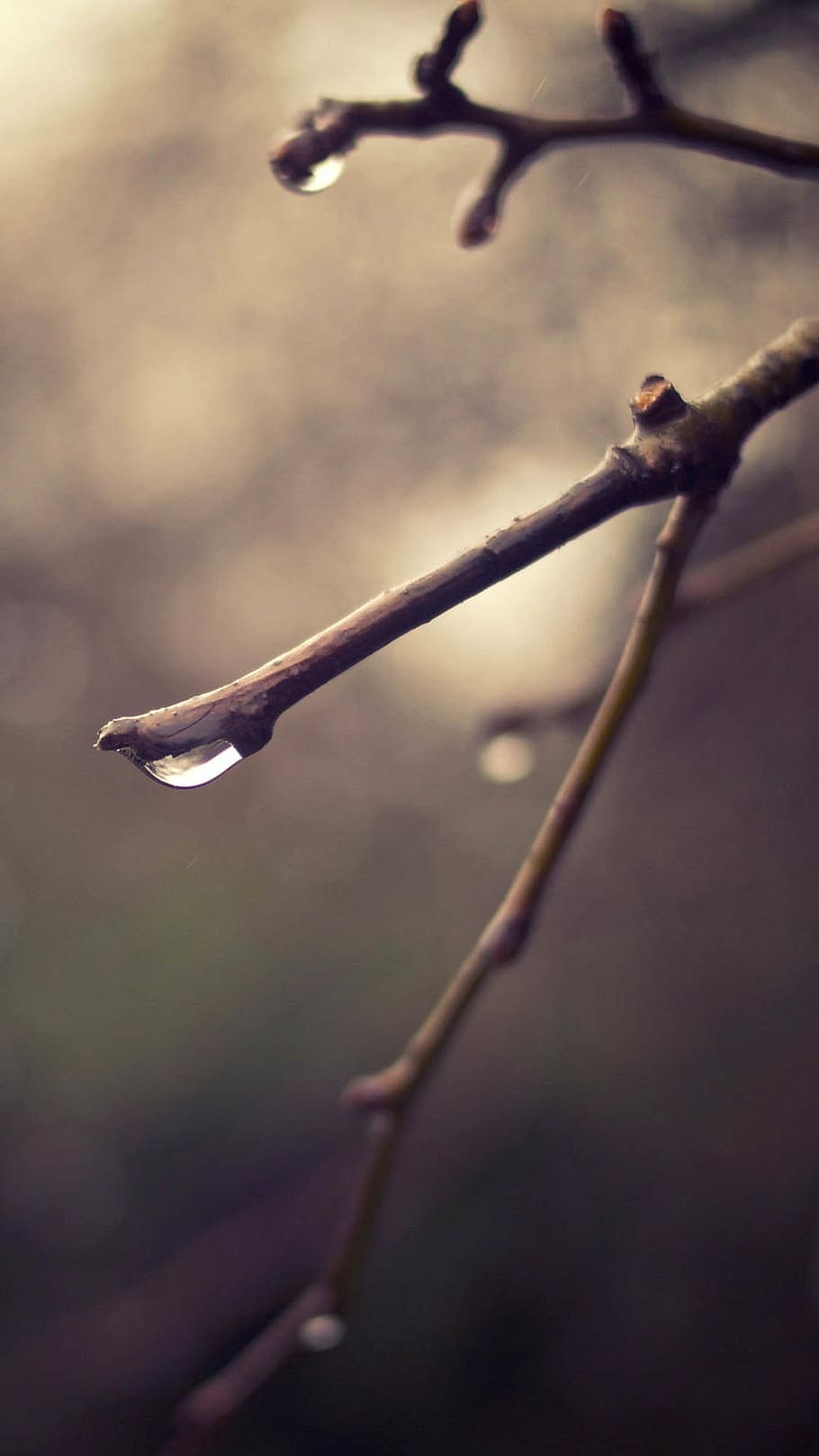 serenity, quiet, simple and elegant, close-up, branch, twig, outdoors, nature, day, leaf