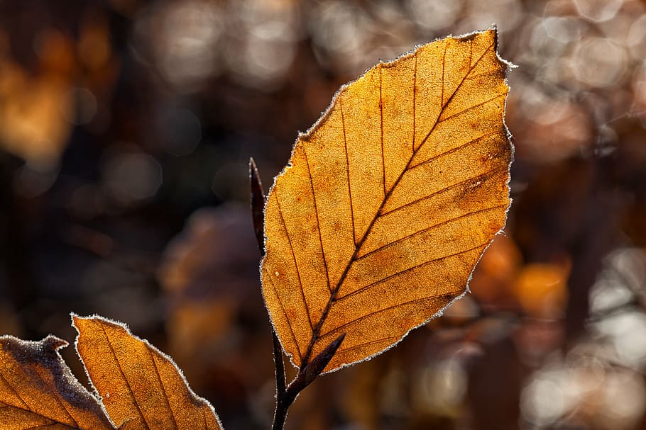 selective, focus photography, brown, leaf, leaves, fall foliage, autumn, autumn light, back light, ice