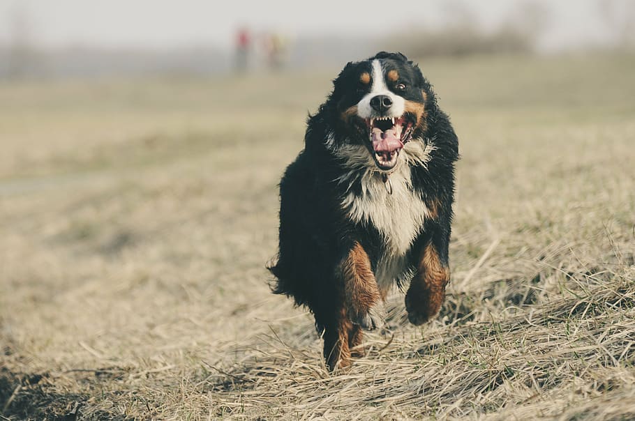 tricolor, dog, walking, brown, field, bernese mountain dog, berner sennen, switzerland, schweizer sennenhund, run