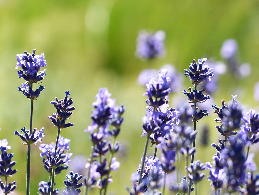 lavender, flower, flowers, purple, wild plant, wildblue, lavender flowers, true lavender, narrow leaf lavender, inflorescence